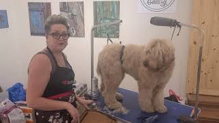 How to Groom Your Australian Labradoodle [upl. by Harlamert891]