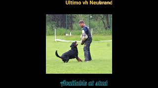 Ultimo vh Neubrand  available at stud rottweilerworld rottweiler [upl. by Noelani]