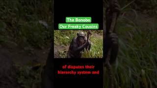 The Bonobos are overlooked biology [upl. by Rowen577]