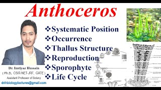 Anthoceros Life Cycle Classification Thallus structure Reproduction Sporophyte [upl. by Hamian]