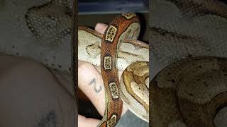 🐍 Stairway Heaven music rock ledzeppelin meismorphs snake pet boas constrictors shorts [upl. by Nhguavahs]