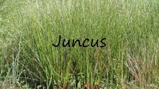 How to Pronounce Juncus [upl. by Iden]