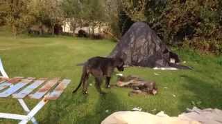 Ardneish Deerhound Puppies nearly 10 weeks [upl. by Ellimak]