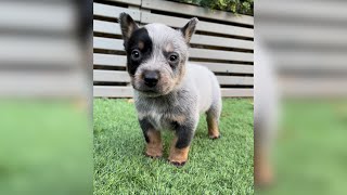 Cutest Puppy Ever Blue Heeler Australian Cattle Dog Puppy puppylove blueheeler [upl. by Zorana]