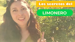 Cuidados para tener un LIMONERO en casa con bastantes frutos todo el año Aprende a cultivar limón [upl. by Zarla]