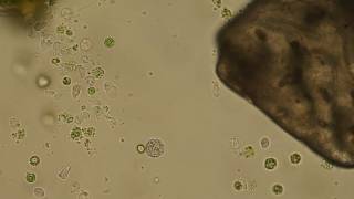 Protoplastos de Tetraselmis y Symsagittifera roscoffensis [upl. by Sokil]