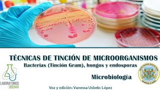 Técnicas de tinción de microorganismos Bacterias Tinción Gram hongos y endosporas [upl. by Ecilegna]