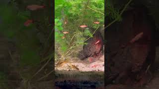 Gold laser Corydora babies with green neon tetras and golden WCMMs neontetra corydoras [upl. by Llered]