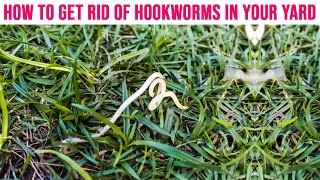 How to Get Rid of Hookworms in Your Yard  Soil Treatment for Hookworm [upl. by Ahsinnek]