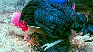 How chicken do Mating  chicken breeding  austroolpe rooster mating [upl. by Dario166]