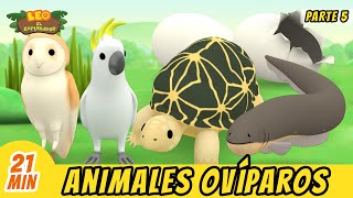 Animales Ovíparos Episodio Compilación Parte 57  Leo El Explorador Episodio  Animación [upl. by Tonl587]