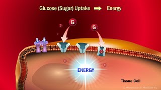 insulin glargine  Uses Dosage Side Effects amp Mechanism  Lantus [upl. by Alyhc]