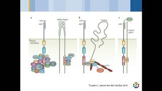 Webinar Targeted Detection of MET and NTRK Oncogenic Variants in Routine Molecular Analysis [upl. by Adest]