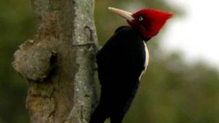 Creambacked Woodpecker male [upl. by Lipson]