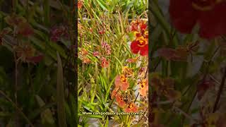 ONCIDIUM EQUITANTE TOLUMNIA ESTÃO LINDAS ORQUÍDEAS E COLORIDAS PARA VOCÊS COLECIONAR 😍 [upl. by Nodla]