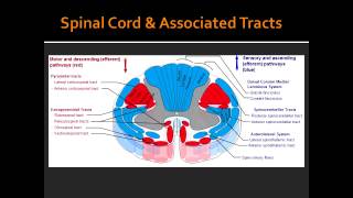 Spinal Cord amp Associated Tracts Anatomy [upl. by Eirbua940]