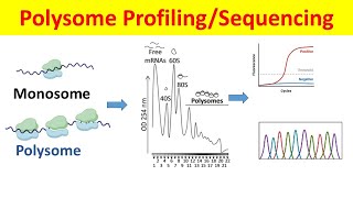 Polysome Profiling amp Sequencing Principle Process and Data Analysis Polysome Fractionation [upl. by Kadner72]