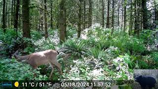 More Deer in Front of Our Trail Camera [upl. by Koziel93]