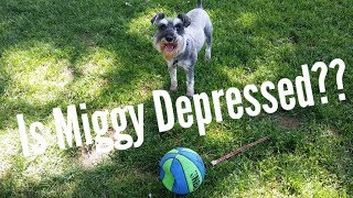 Is Miggy Depressed  Schnauzer  Schnauzer Mom [upl. by Lawan]