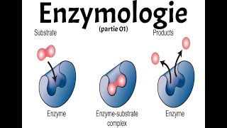 ENZYMOLOGIE PART 1 [upl. by Otilia]