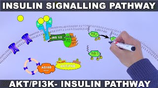 Insulin Signalling Pathway  AKTPI3k Signalling Pathway [upl. by Jung]