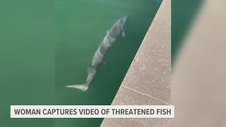 Sturgeon spotted swimming along the pier in Grand Haven [upl. by Bunch]