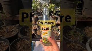 How to make soil Ph more acidic by using vinegar organicgardening garden ytshorts yt shorts [upl. by Jenica]