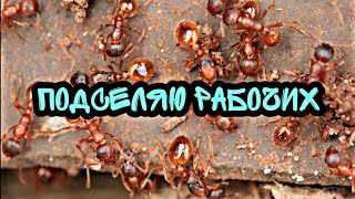 Myrmica sp с легкостью принимает чужаковправда или миф [upl. by Demetra227]