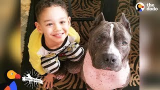 Street Dog From Puerto Rico Becomes Best Nanny To His Human Siblings  The Dodo Pittie Nation [upl. by Ical]