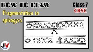 fragmentation in spirogyra diagramspirogyra diagram [upl. by Gordon]