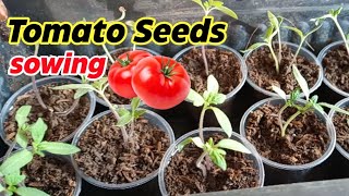 Tomato Seeds Sowing on Fruit day Biodynamic Planting Guide [upl. by Malim793]