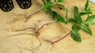 BEST Method to Propagate Plants  Growing Plants from Cuttings [upl. by Haraf]