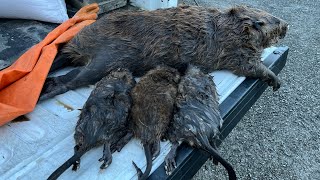 First week of water trapping in the books stacking rats [upl. by Mcneil]