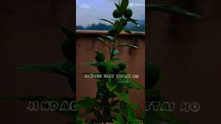 muntalashortvideo godawari healthyfood organicfood nepal [upl. by Aurel]