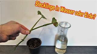 Stecklinge im Wasser oder Erde wurzeln lassen Vorteile Nachteile Test wo Wurzeln Stecklinge besser [upl. by Kinney]