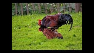 Rooster Group Mating With Chicken  Hen [upl. by Roer]