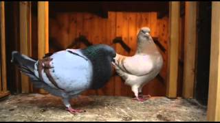 Documentary on Fancy Pigeon Breeding [upl. by Ulrike]