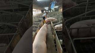 Pigfarming shortvideo [upl. by Wynnie]