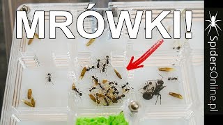 MRÓWKI 🐜 Wielkie zakupy amp przesiedlanie Messor barbarus  spidersonlinepl [upl. by Notsew7]