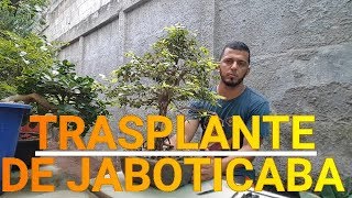 Trasplante de Jaboticaba [upl. by Yorgo]