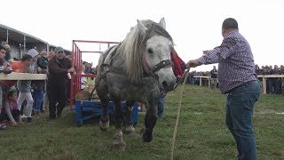 Concurs cu cai de tractiune  Sectiunea simplu  Baia Mare Maramures 7 oct 2017 [upl. by Refenej]