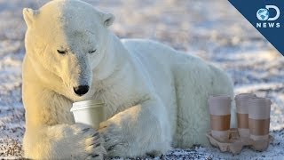 Why Polar Bears Dont Hibernate [upl. by Orel526]