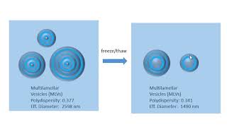 Making Large Unilamellar Vesicles  LUV [upl. by Francklin937]