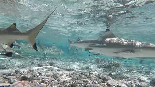 Sharks of Fakarava Atoll [upl. by Nayr]