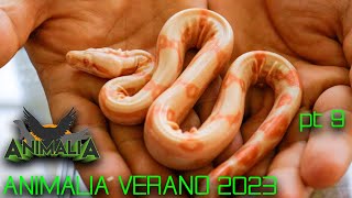 ANIMALIA 2023  BOA CONSTRICTOR  RETICS SD  AJOLOTES  BETTAS GIGANTES [upl. by Arvy]