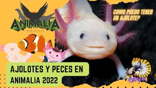 Ajolotes y Acuarios en ANIMALIA 2022  alekh2x [upl. by Ellatsyrc]