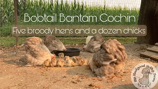 Five broody hens raising a dozen chicks Bobtail Bantam Cochin [upl. by Mihar]