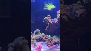 What to feed bubble tip anemone [upl. by Haas185]