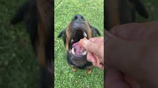 Rottweiler training [upl. by Assennav]