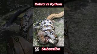 Cobra vs Python  King Cobra Takes On Reticulated Python  Wildlife Battle  Actual Video [upl. by Ailam]